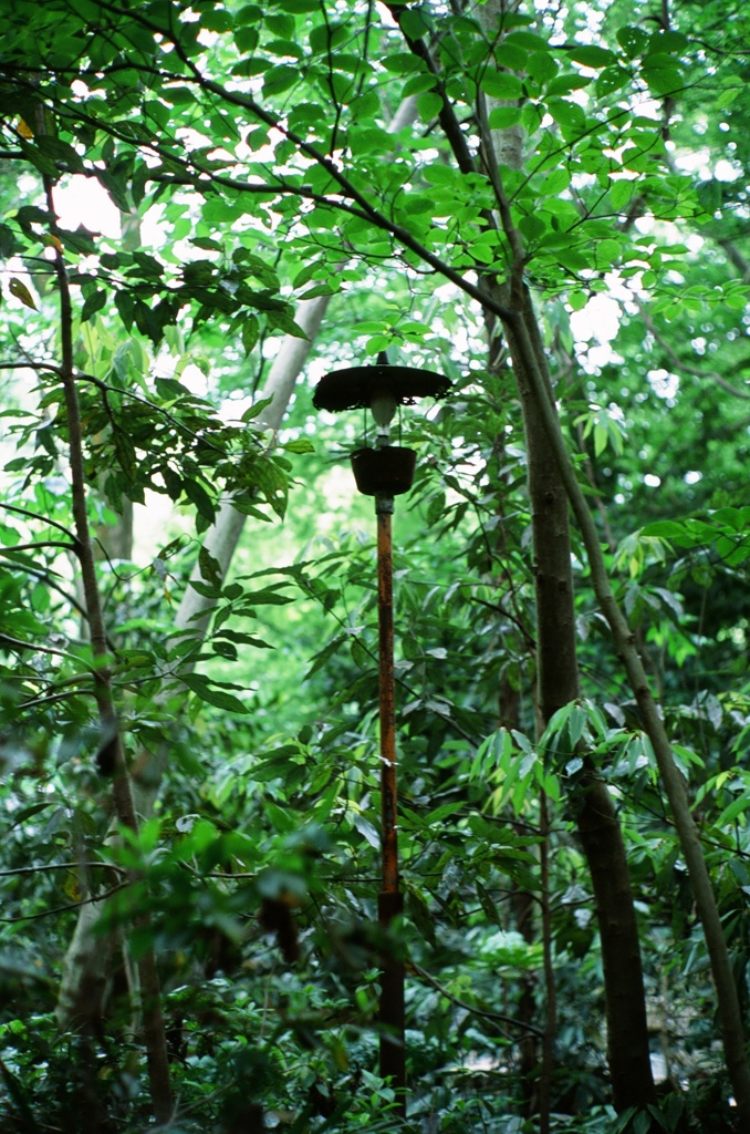 等々力渓谷散策④