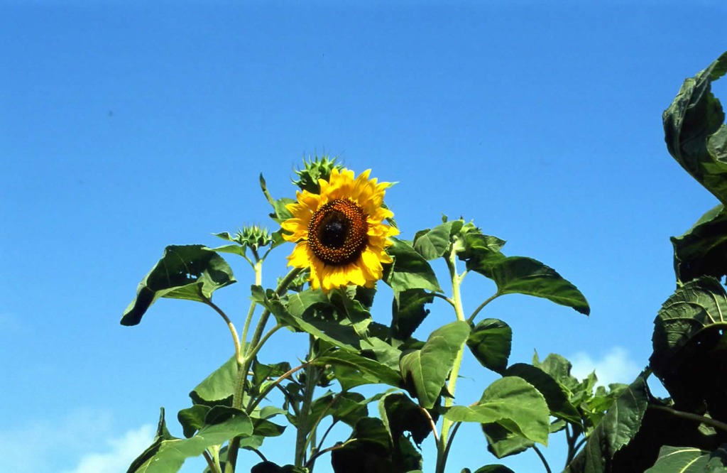 近所②　で季節のお花