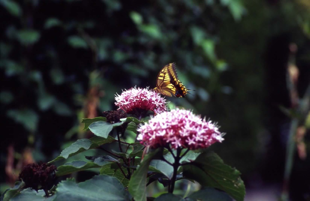 近所①　で季節のお花