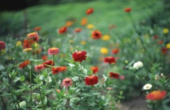 下総一の宮 香取神宮へ⑩　で季節のお花