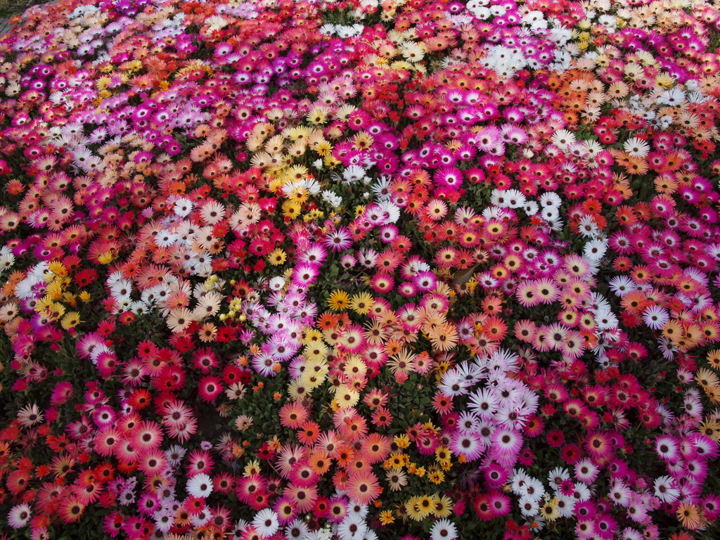 花かごしま２０１１
