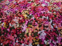 花かごしま２０１１
