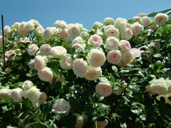 花盛り(長岡越後丘陵公園にて)