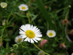 庭の花1