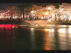 公園夜桜