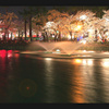 公園夜桜