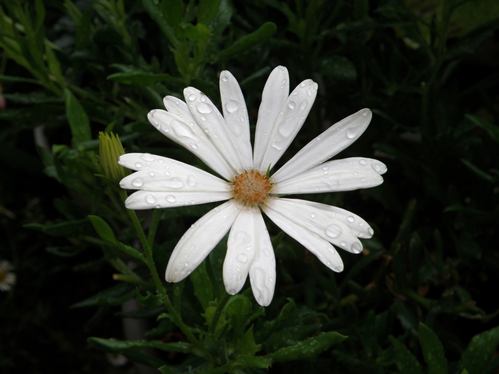 庭の可憐な花1