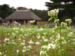 そばの花