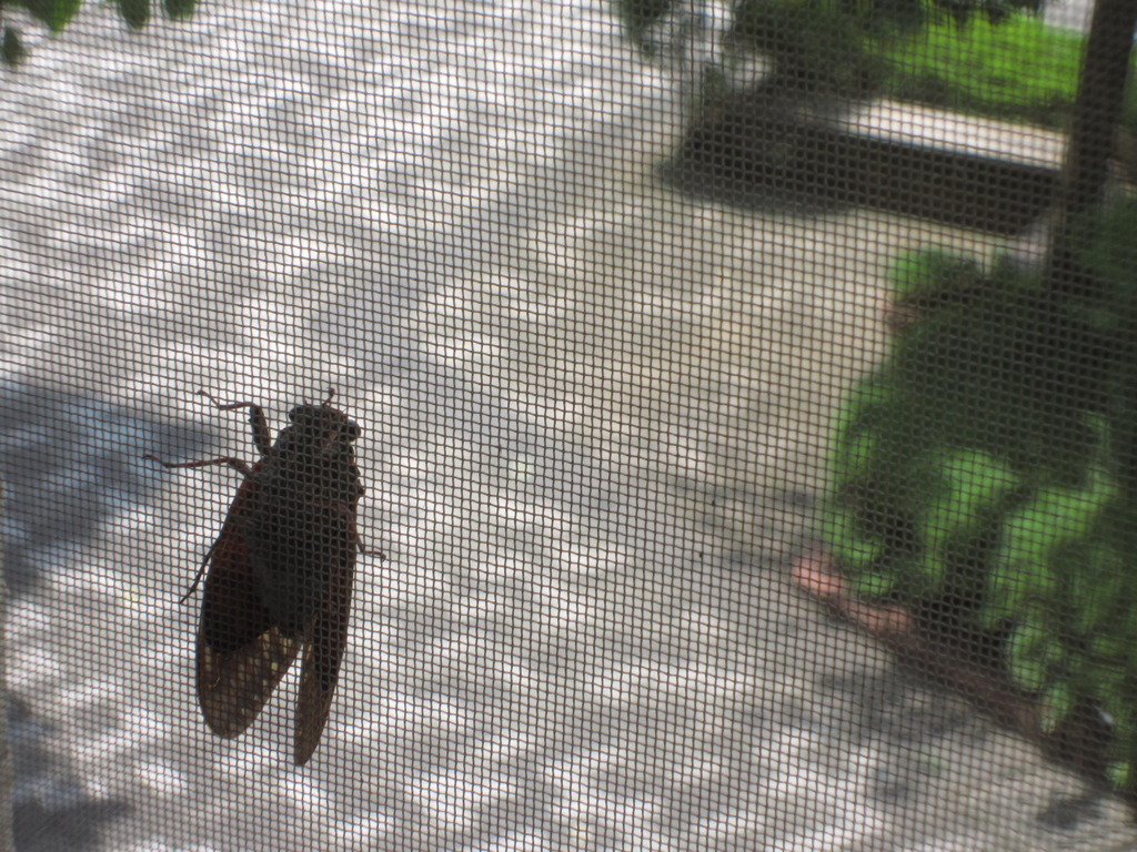 網戸で休憩