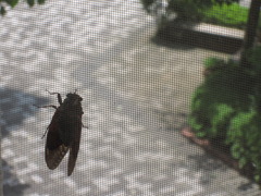 網戸で休憩