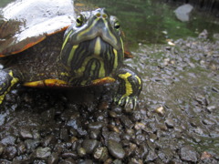 にらめっこ