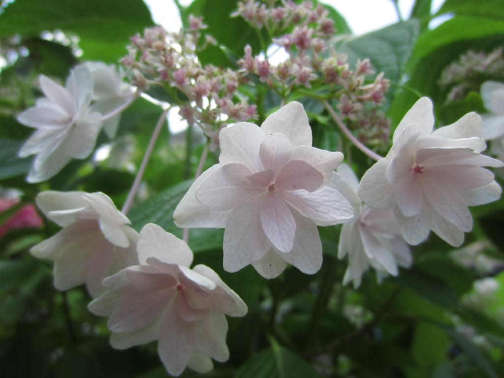 公園の花