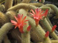 花咲くサボテン