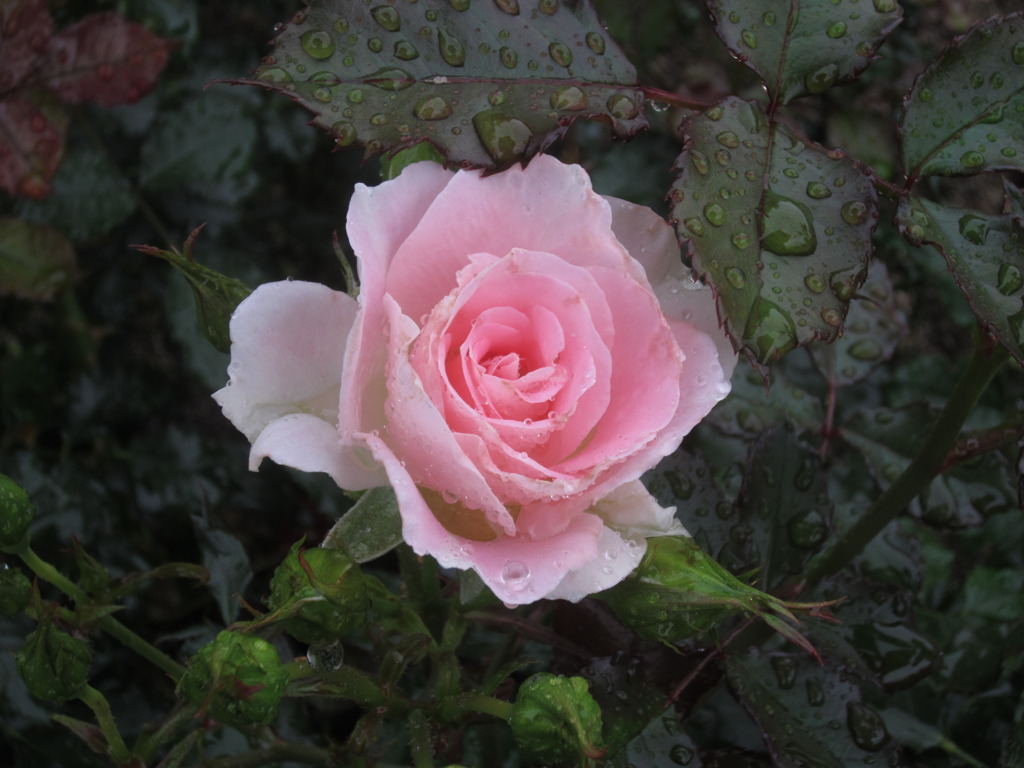 薔薇