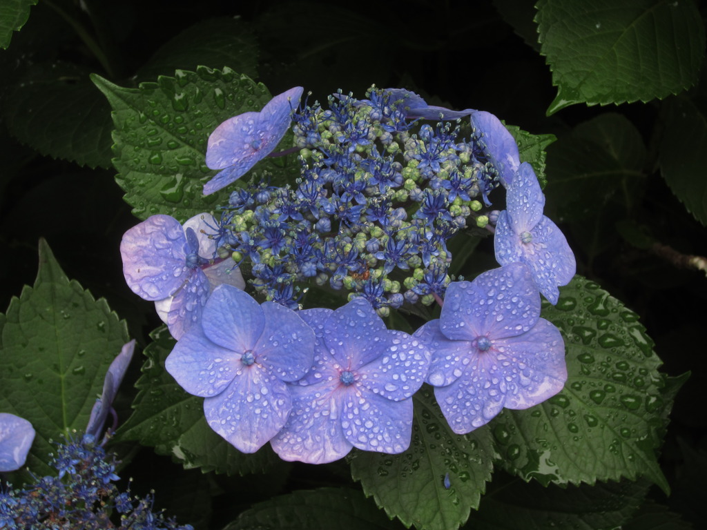 紫陽花