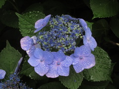 紫陽花