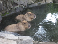 水風呂で涼み中