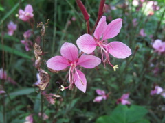 公園の花壇より