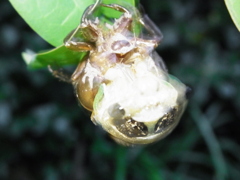 R0018251