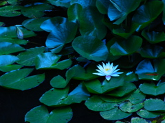 R0017194