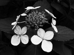 R0017856