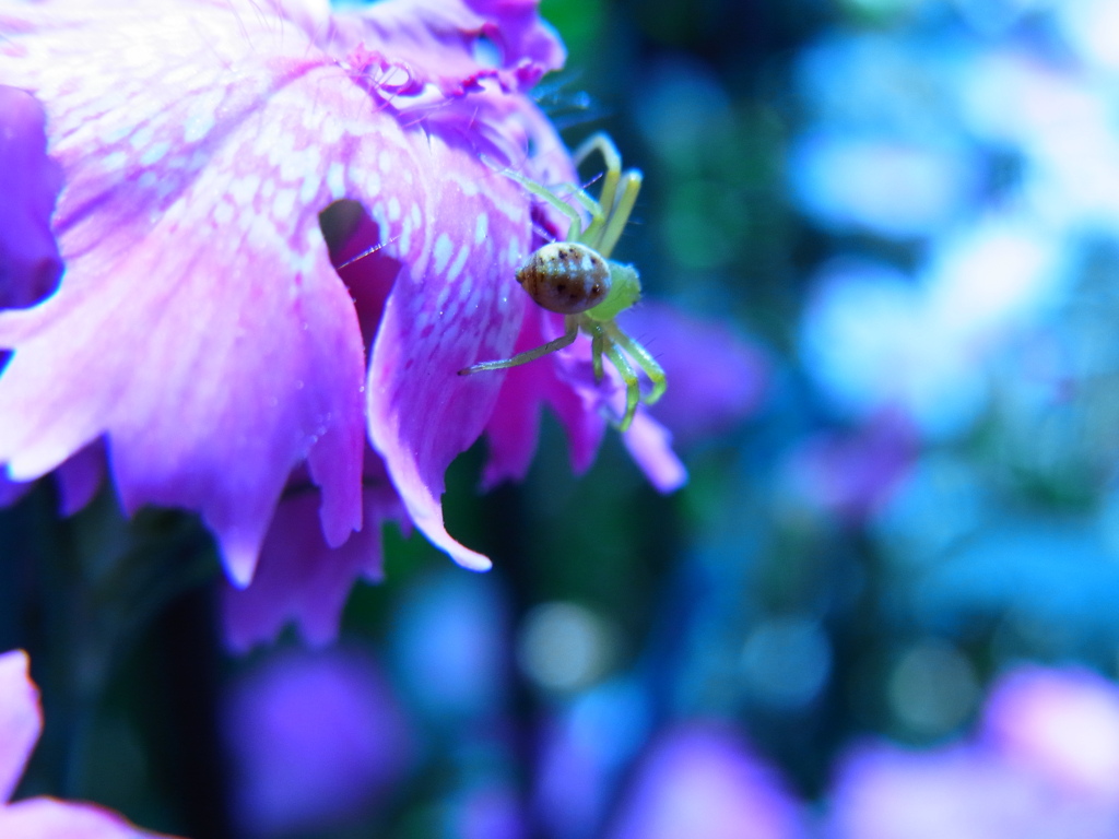 蜘
