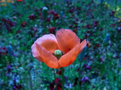 花