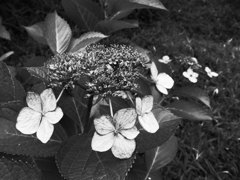 R0017855
