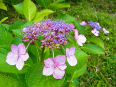 R0017853
