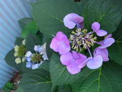 R0017761