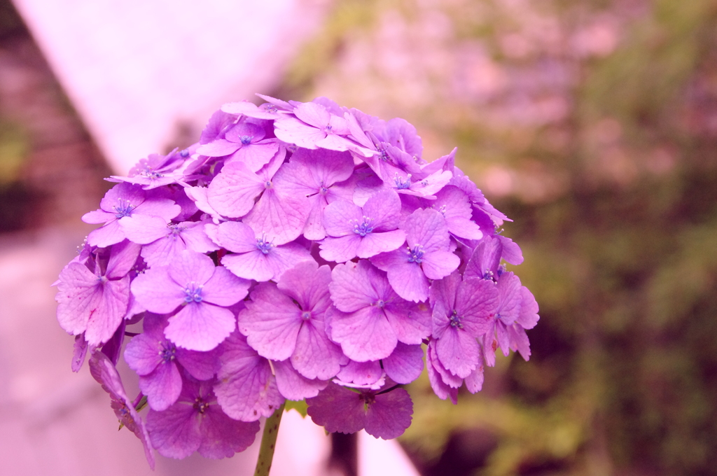 Hydrangea