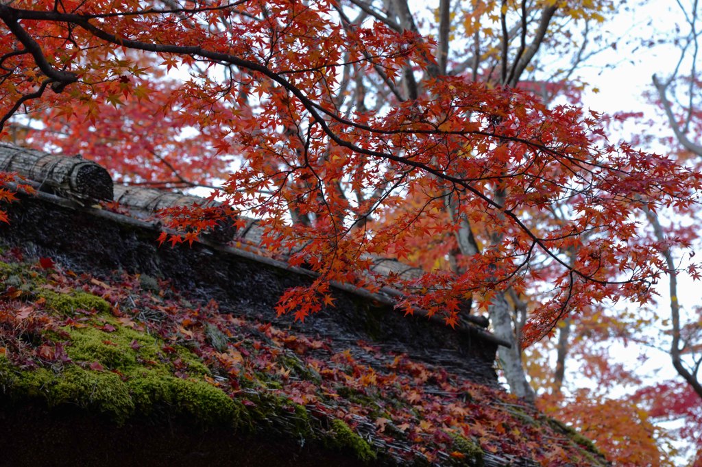 京都の秋(その１１／深い秋）