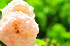 陽待ち薔薇