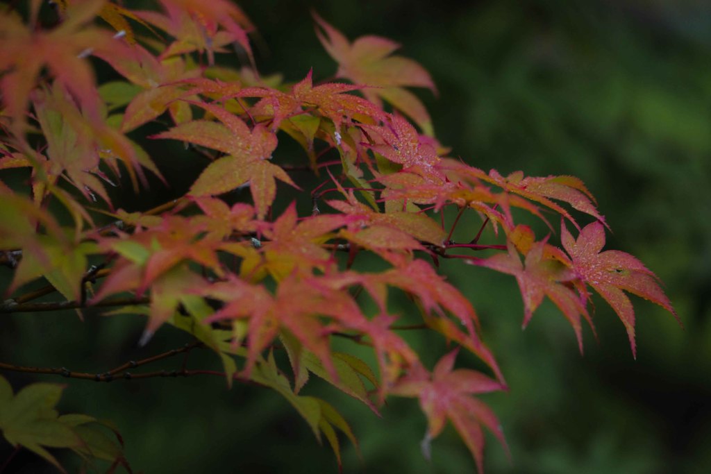 紅葉の季節