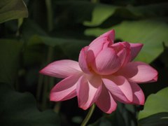 暑すぎて(＞＜);;＿
