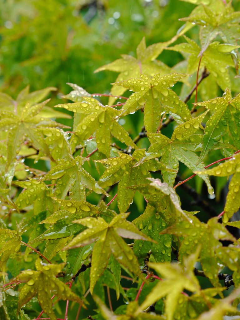 梅雨入り