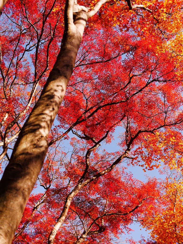 京都の秋（その２／のっぽさん）