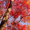 京都の秋（その２／のっぽさん）