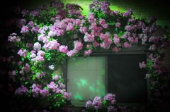 夢の中〜Japanese Rose〜