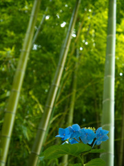 竹林と紫陽花