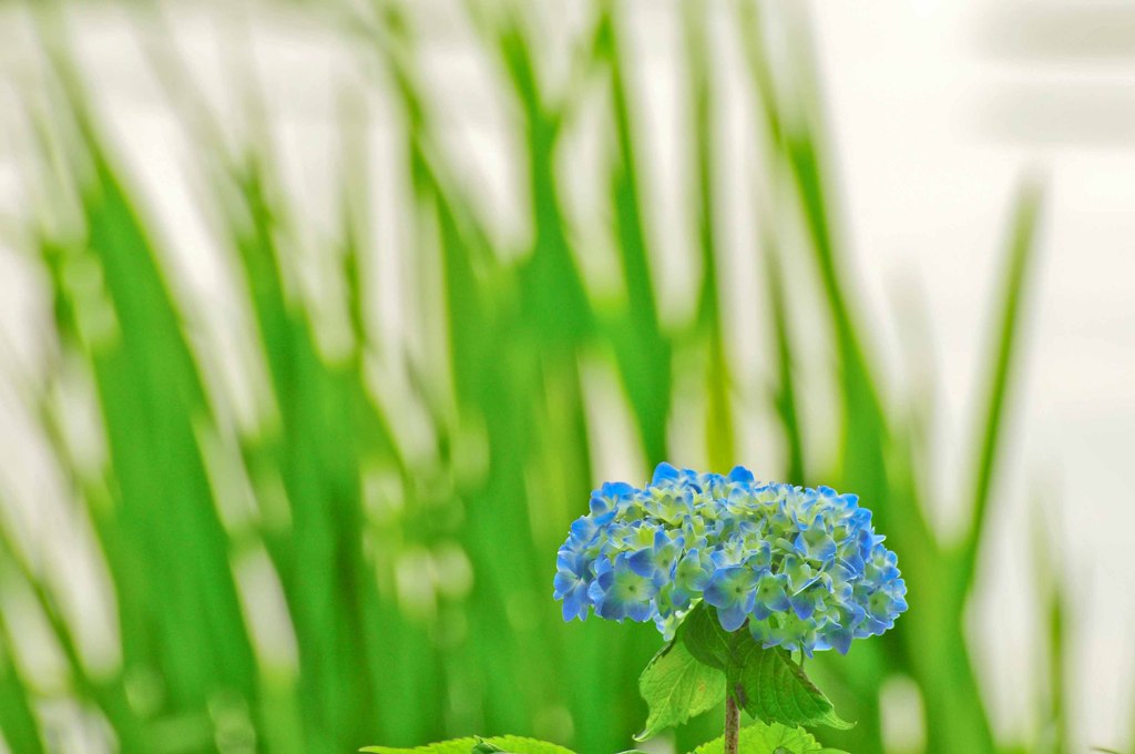 畔の紫陽花