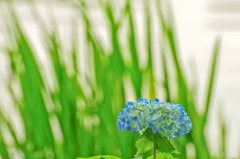 畔の紫陽花