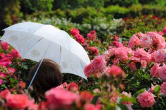 薔薇に囲まれて