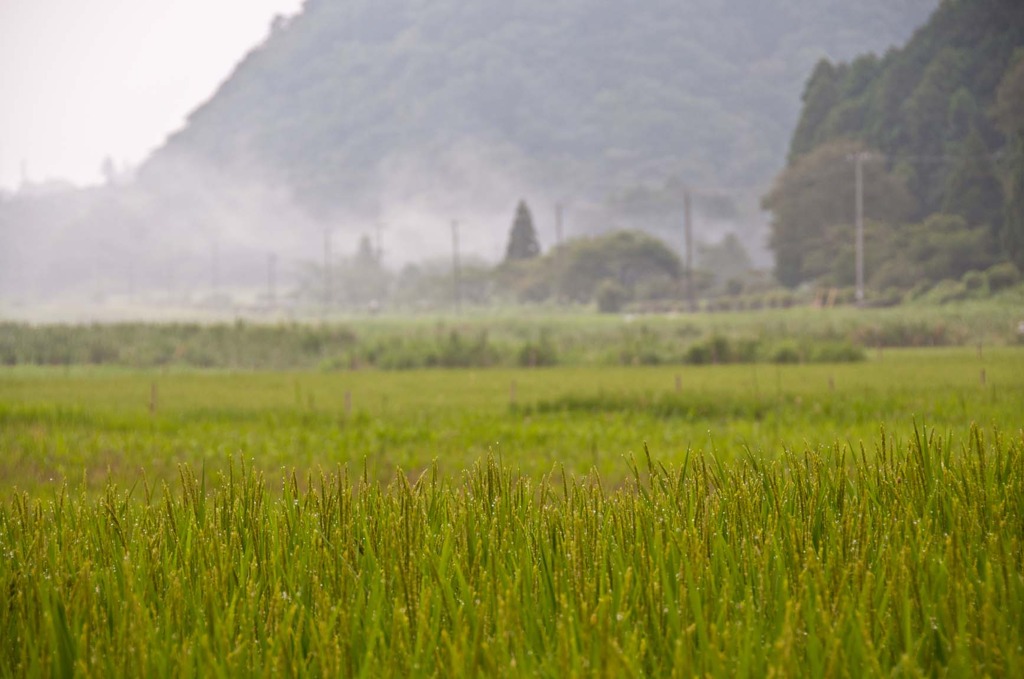 朝もや