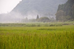 朝もや
