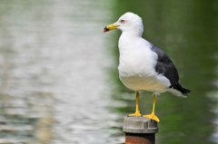 明暗くっきり