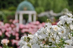 薔薇の館へようこそ