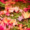 京都の秋(その１／紅葉絨毯)