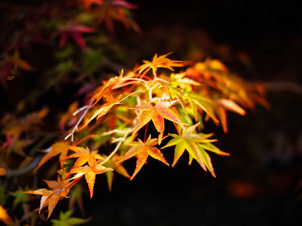 京都の秋(その１２／暗闇紅葉)