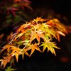 京都の秋(その１２／暗闇紅葉)